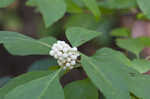 American beautyberry